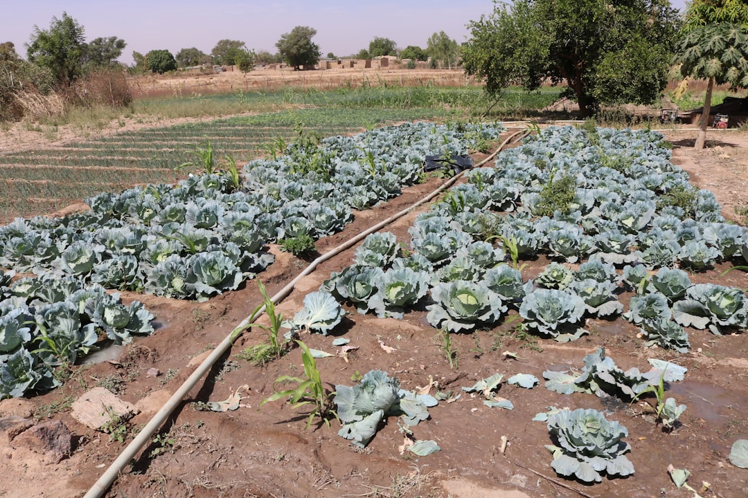 Burkina Faso Citizenship: Your Complete Guide to Requirements and Process