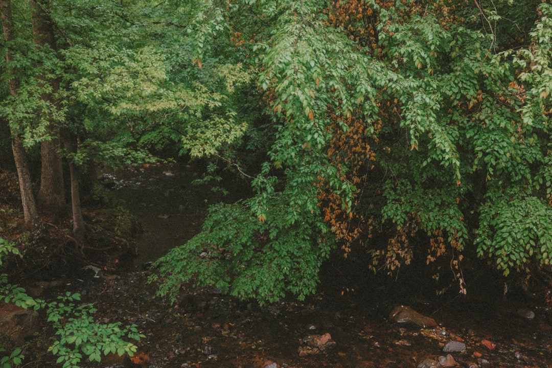 North Carolina Tax Residency: Your Complete Guide to Becoming a Resident